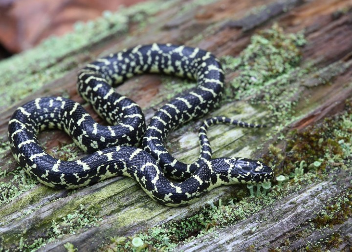 Black Kingsnake